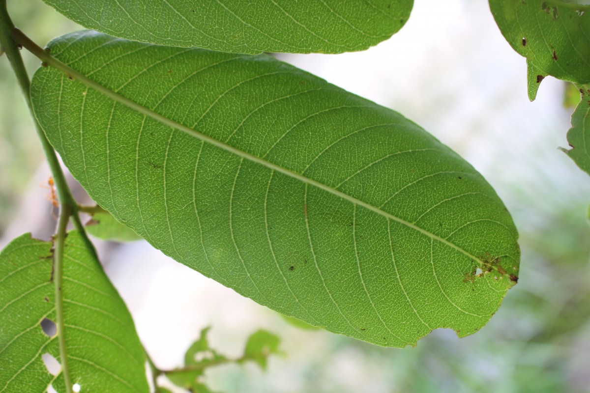 Terminalia arjuna (Roxb. ex DC.) Wight & Arn.